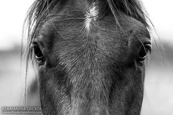 Therapeutic Horses, Saratoga Springs, NY