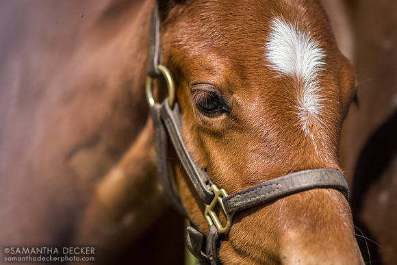 2023 Vino Rosso filly out of Queen Victoria, Song Hill Thoroughbreds, Mechanicville, NY