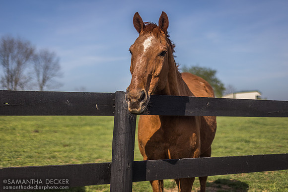 Old Friends, Georgetown, Kentucky