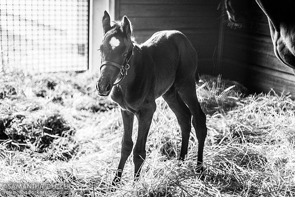 Delightfully (Tapit - Delightful Quality), full sister to Essential Quality, 2023