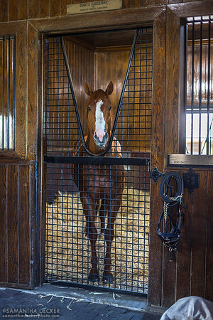 Justify at at Coolmore at Ashford Stud