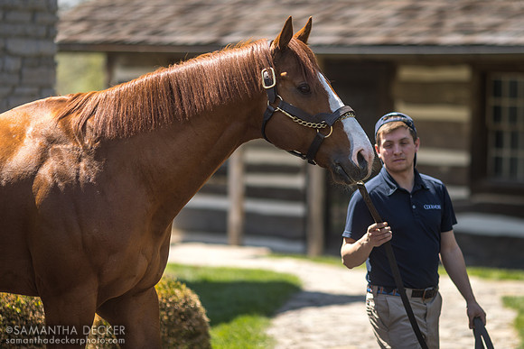 Justify at Coolmore at Ashford Stud