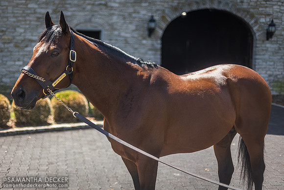 American Pharoah at Coolmore at Ashford Stud