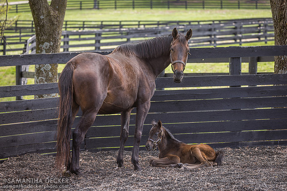 Dubai Life and Her Not This Time Filly, Gainsborough Farm, Versailles, KY
