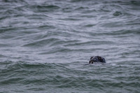 A Seal at Nauset Beach, Orleans, MA