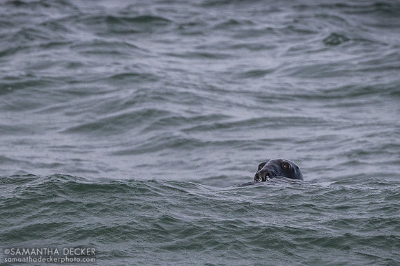 A Seal at Nauset Beach, Orleans, MA