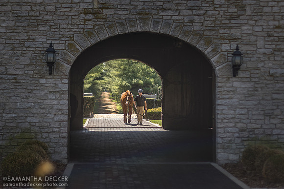 Justify at Coolmore at Ashford Stud