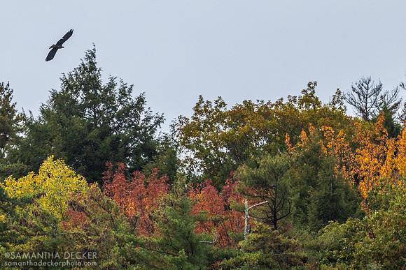 A bald eagle flies over the fall foliage, 2026