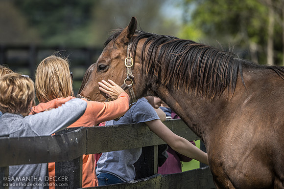 Antipathy Gets Pets, Gainsborough Farm, Versailles, KY