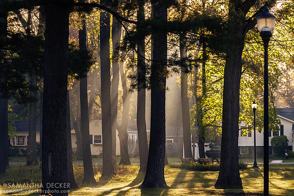 Morning Light in Saratoga