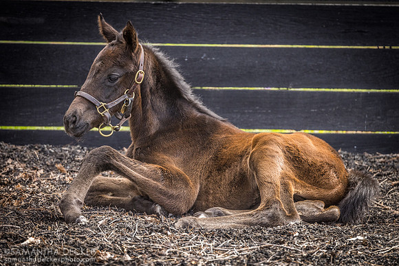 Expo City (Not This Time - Dubai Life filly), Gainsborough Farm, Versailles, KY, 2023
