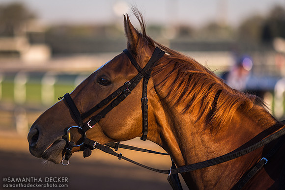 Kentucky Derby contender Derma Sotogake