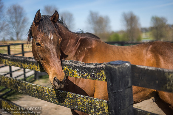 Little Mike, Old Friends, Georgetown, Kentucky