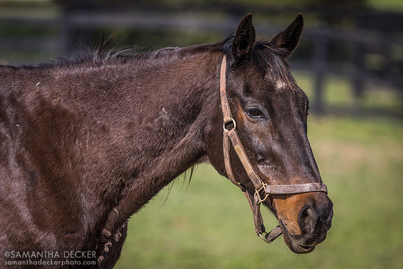 Old Friends, Georgetown, Kentucky