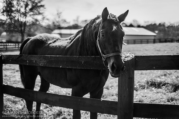Touch Gold, Old Friends, Georgetown, Kentucky
