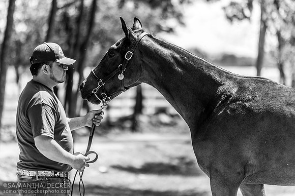 2022 Vino Rosso filly out of Sugarille