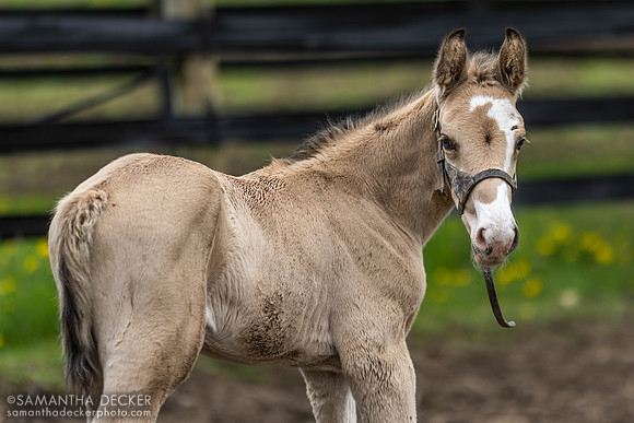 2023 Utopie Colt Out of Maxine, Mahoney Eden Manor, Saratoga Springs, NY