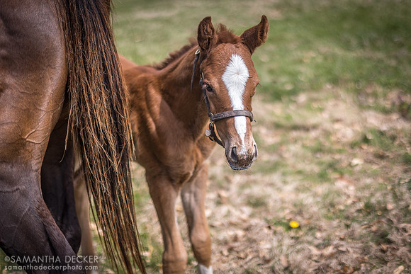 Undertone (Authentic - Antipathy filly), Gainsborough Farm, Versailles, KY, 2023