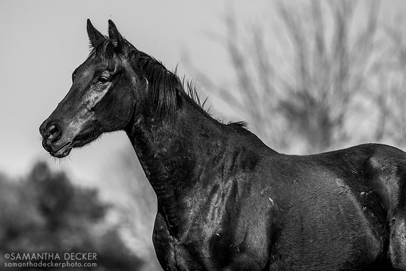 Old Friends, Georgetown, Kentucky