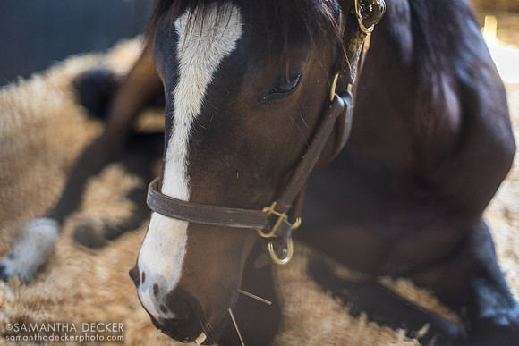 2022 Tapwrit filly out of Miss Gracer