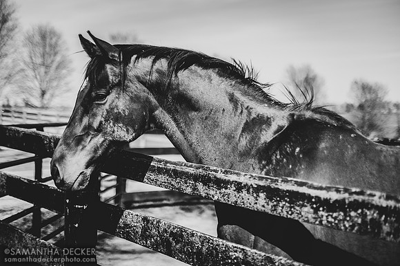 Little Mike, Old Friends, Georgetown, Kentucky