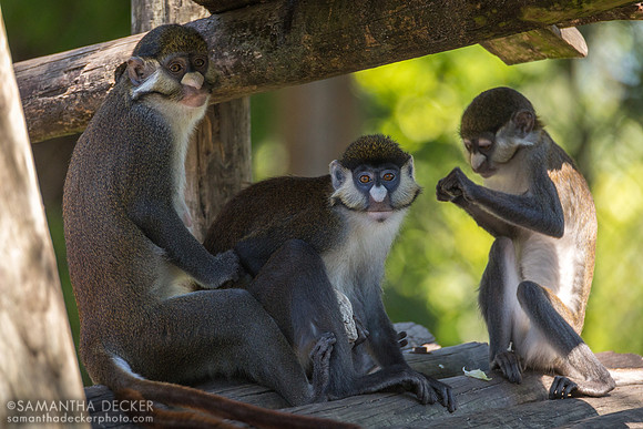 Red-Tailed Guenons at ZooTampa