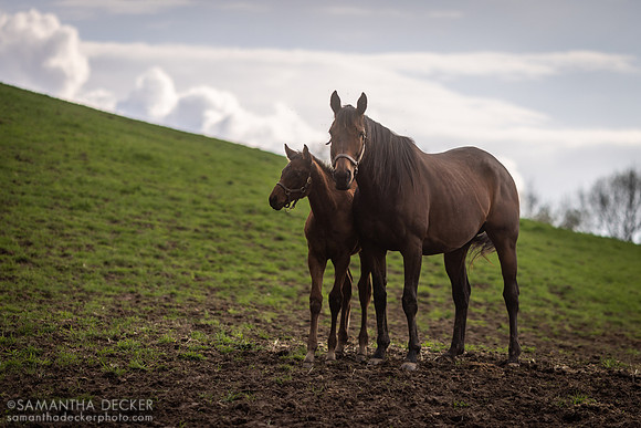 Qualifying and Her King For a Day Filly, Mahoney Eden Manor, Saratoga Springs, NY