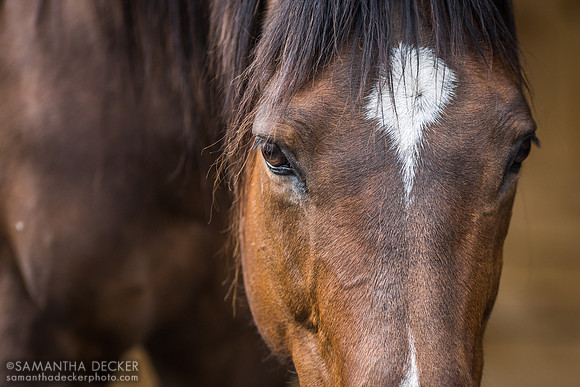 Kid Blast, Therapeutic Horses, Saratoga Springs, NY