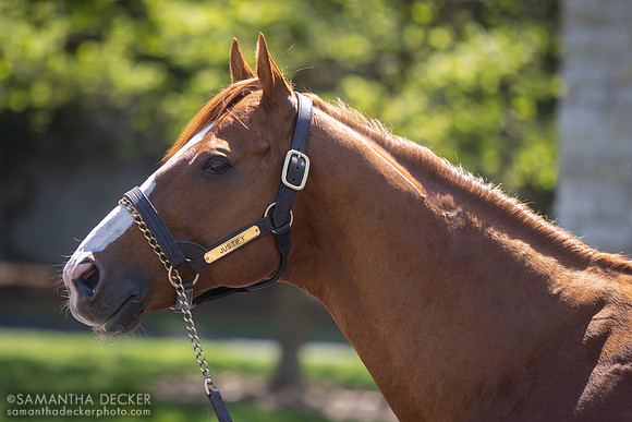 Justify at Coolmore at Ashford Stud