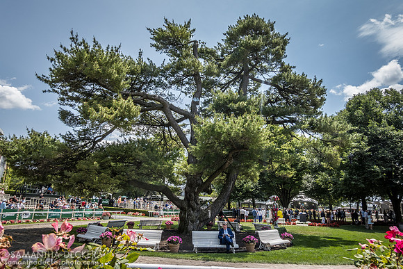 Paddock, Belmont Park, Elmont, NY