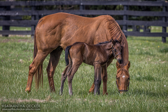 Rose Sapphire and Capricorn Belle (Nyquist filly), Gainsborough Farm, Versailles, KY, 2023