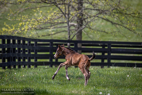 Lady Lawyer;s Foal by Kitten's Joy, Gainsborough Farm, Versailles, KY