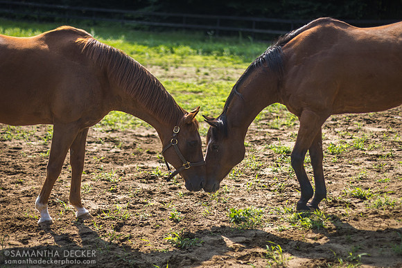 Commentator and Watchem Smokey, Old Friends at Cabin Creek, 2023