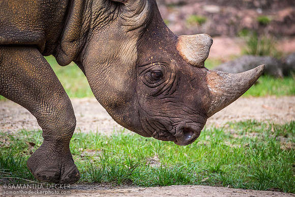 Rhinoceros, Kilimanjaro Safaris, Disney's Animal Kingdom