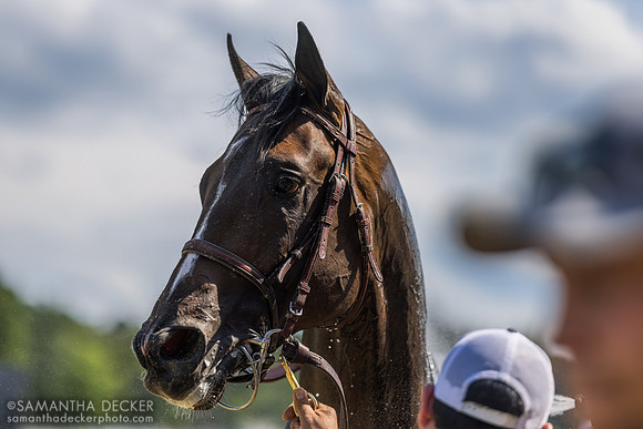 Authentic Gallop