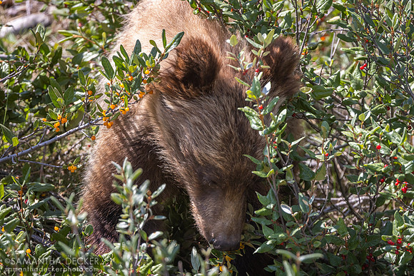 Grizzly Bear, Banff National Park