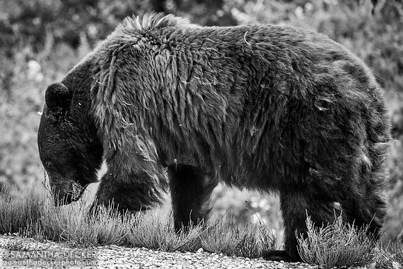 Black Bear, Jasper National Park