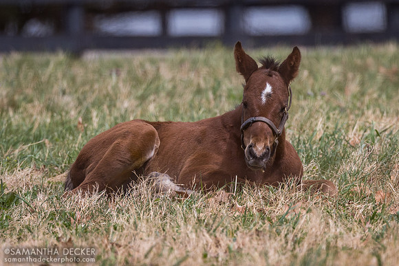 2024 McKinzie filly out of Girardi, Claiborne Farm, Paris, KY
