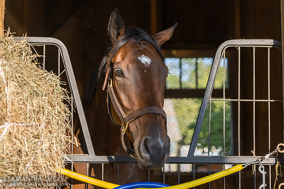 Determined Lilly, Trombetta barn