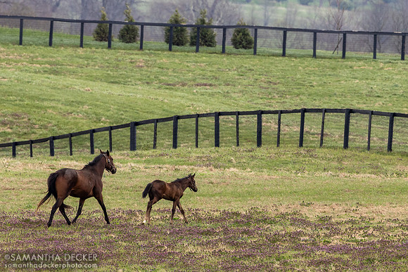 Claiborne Farm, Paris, KY