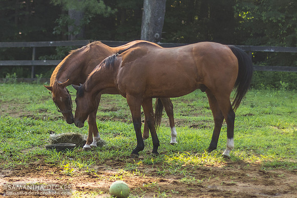 Commentator and Watchem Smokey, Old Friends at Cabin Creek