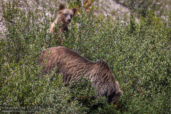 Grizzly Mother and Cub, Banff National Park