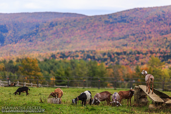 Goats at Hildene Farms, Manchester, VT