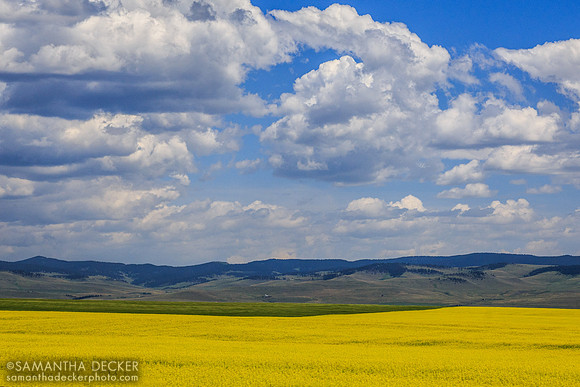 Canola Fields Along Cowboy Trail near Tod Creek, Alberta