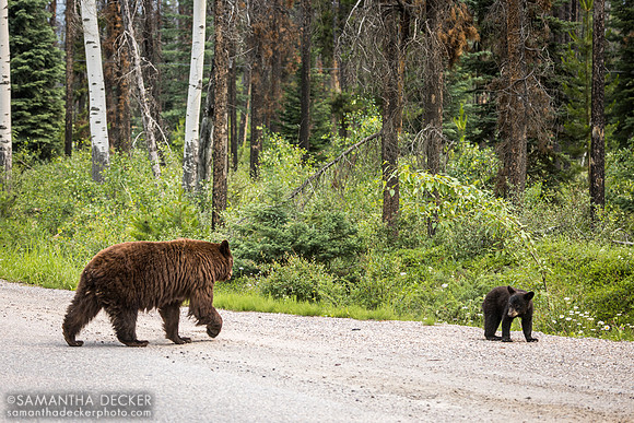 Black Bear Mother and Cub, Jasper National Park