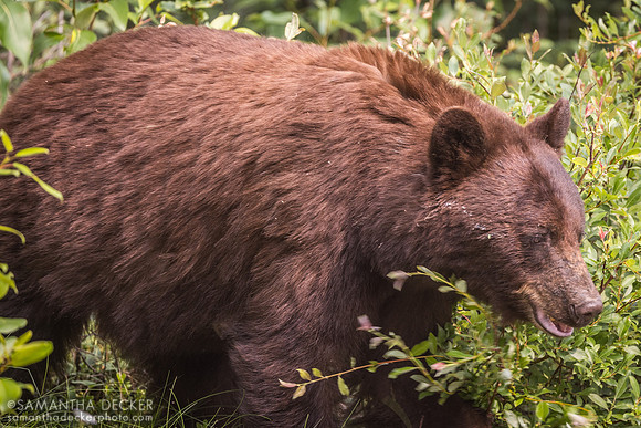 Black Bear, Jasper National Park