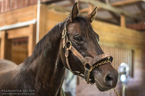 A Shin Forward arrives at Old Friends at Cabin Creek