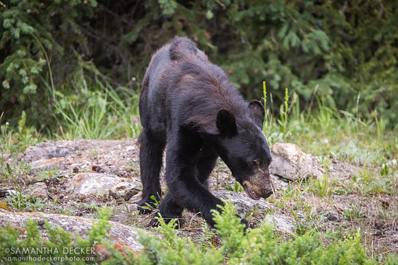 Black Bear, Jasper National Park