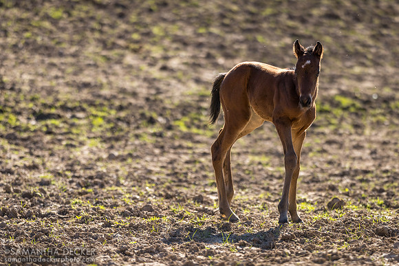 2024 Highly Motivated filly out of Caribbean Breeze at Mahoney Eden Manor, Saratoga Springs, MY