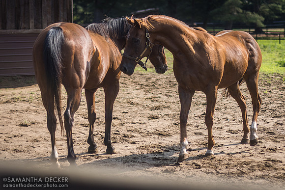 Commentator and Watchem Smokey, Old Friends at Cabin Creek